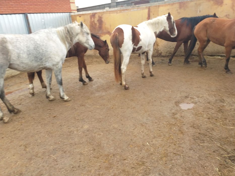 Жылкылар сатылады