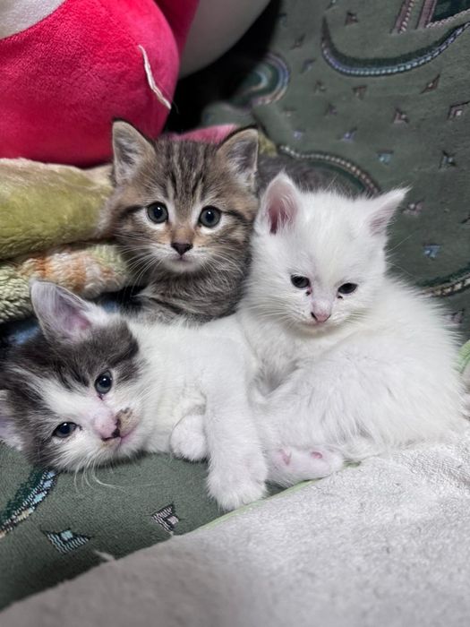 Отдаём котят в хорошие руки