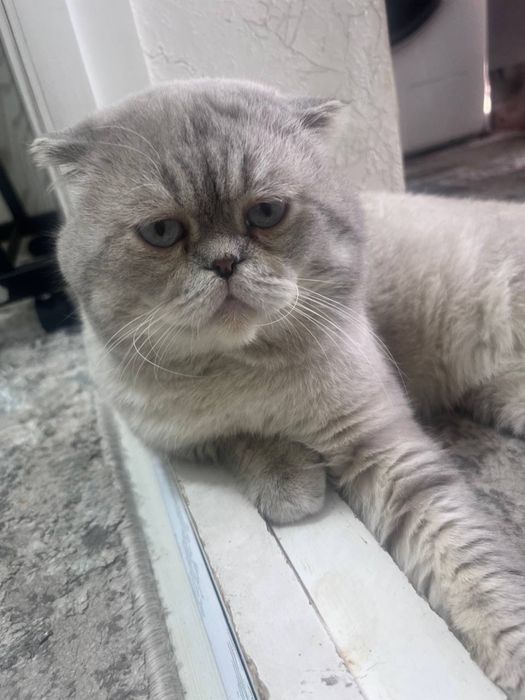 Кот для вязки.Juftlashish uchun erkak mushuk