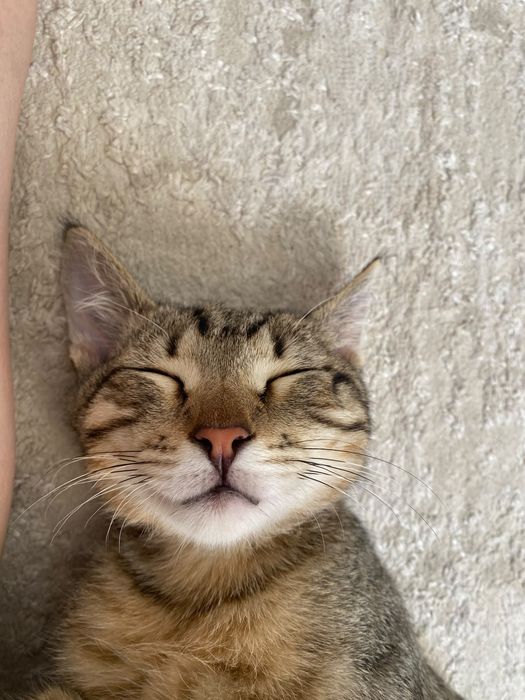 Одам котят в хорошей руке