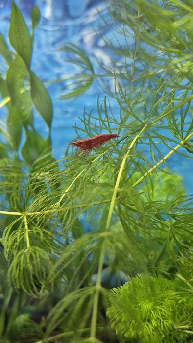 Криветки для аквариума.