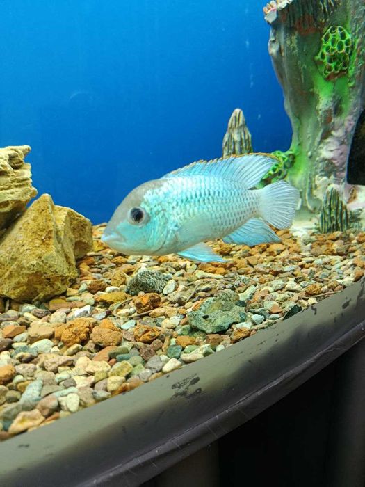 Продается аквариум с парчовыми сомиками