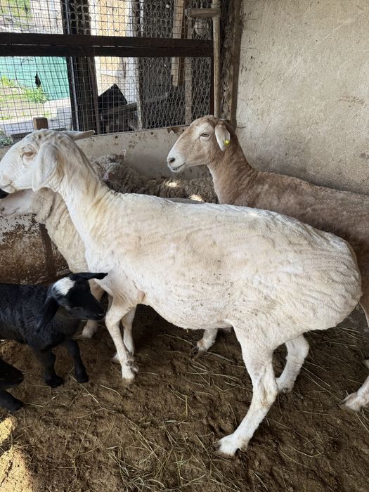 Овцы | Кой | Семыз