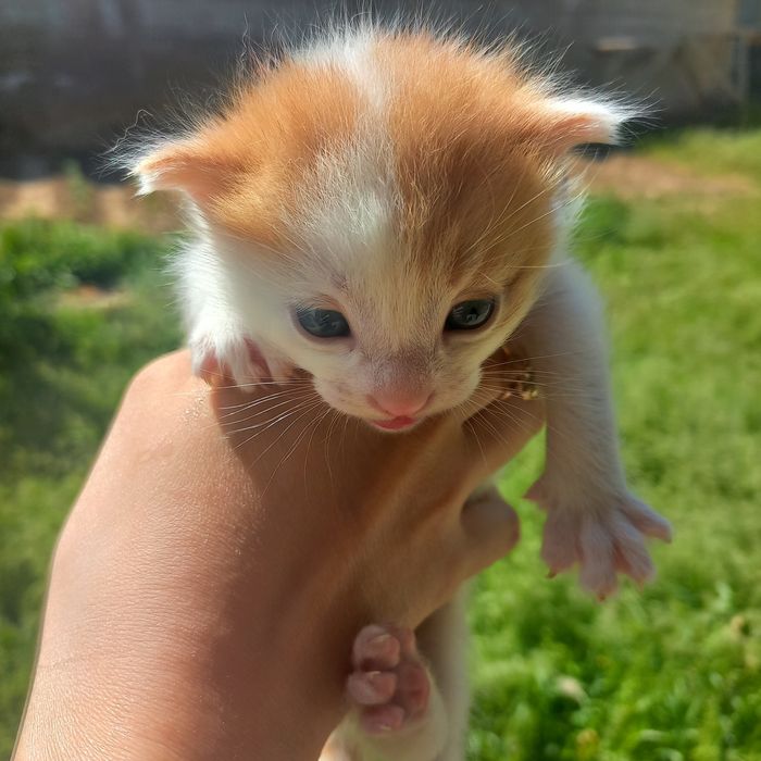 Котёнок девочки родились 20 марта