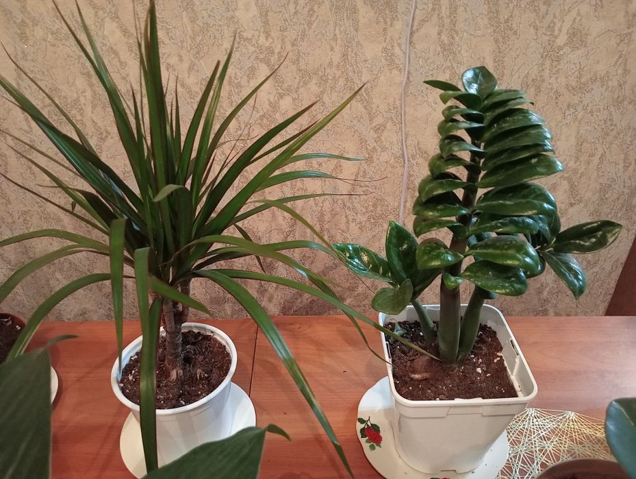 Продам комнатные цветы