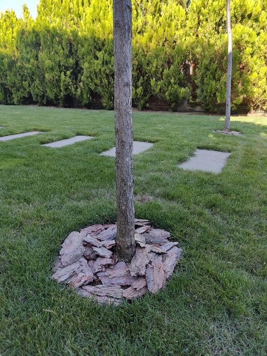 Боров мулч - дребен и едър, за декорация , Трици и талаж.