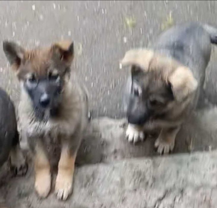 Кутята  ищут дом