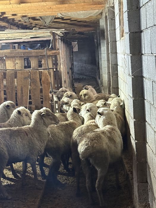 Овец продам упитанных