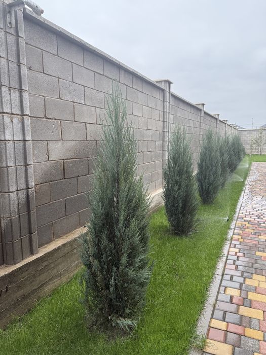 Посев газона от 1500