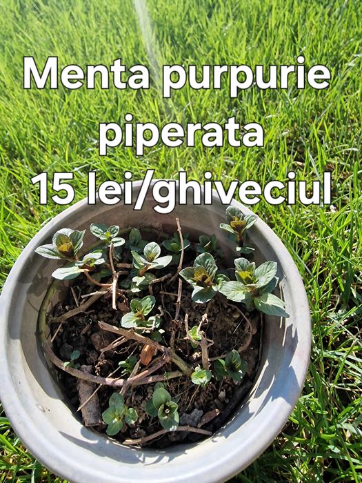 Menta verde sau mov la ghiveci