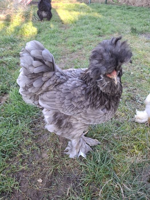 Струмски стандарт яйца