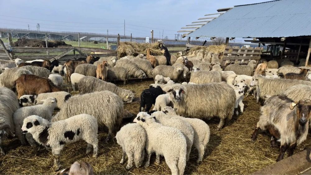 Miel de paste gata taiat