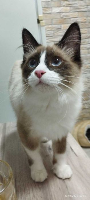 Биба и Боба Сноу шу  ,  Сара скоттиш страйт