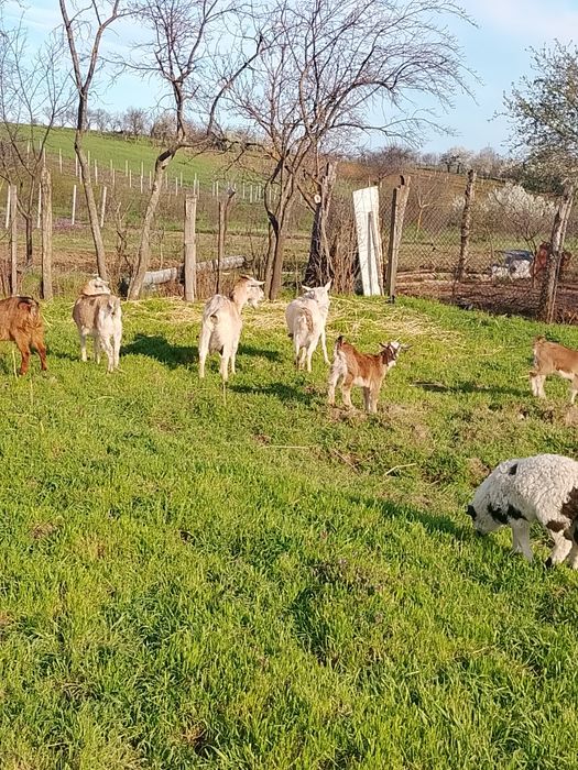 Vind 20 capre mulgatoare