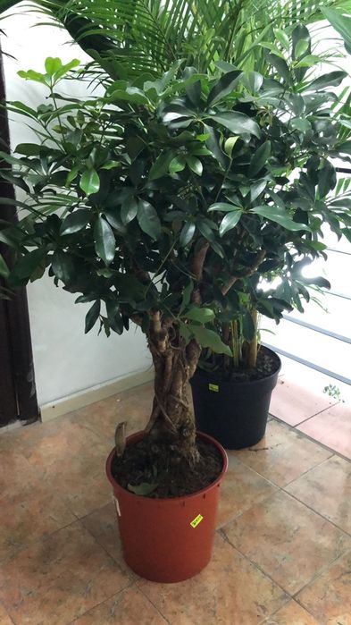 комнатные цветы для вас