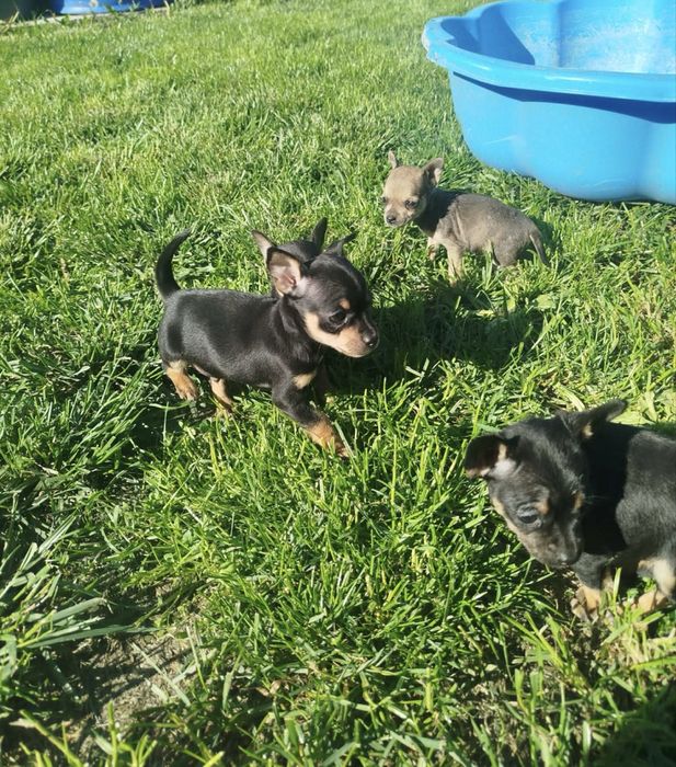 4 Мини-пинчерчета