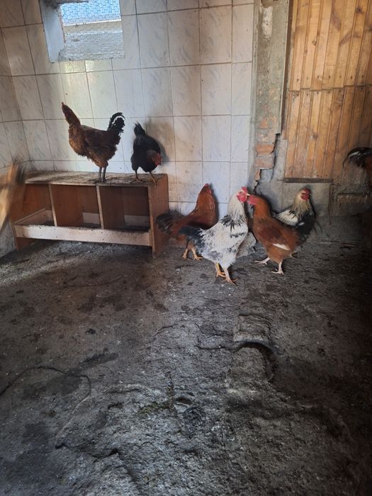 Курица , тауық..