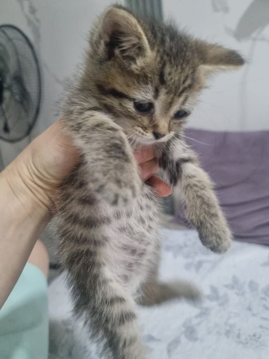 Отдам домашних котят