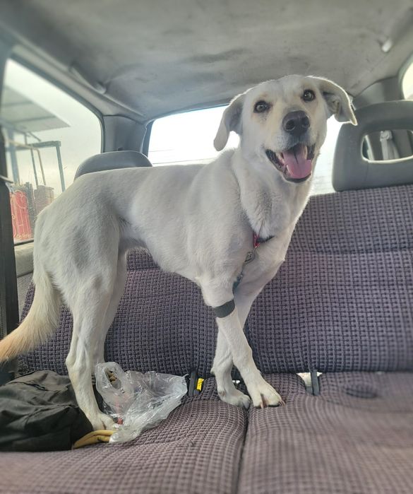 Собачка в поисках дома