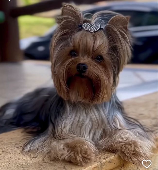 Продам щенков Йорка. Йоркширский терьер