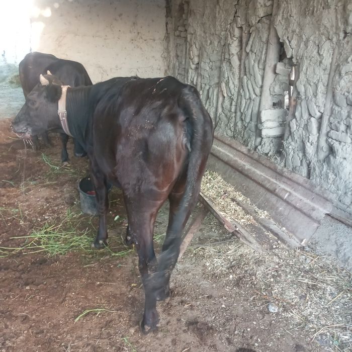 G'unajinlar sotiladi