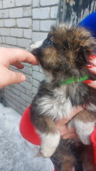 Отдаю щенков в надёжные добрые руки