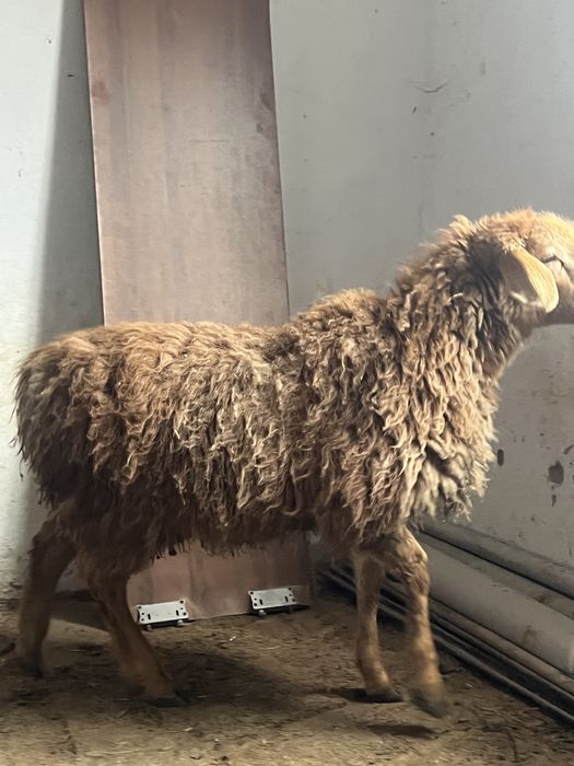 Откормда турган токтылар