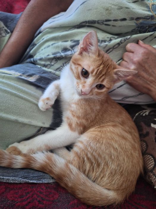 Малки сладки котенца