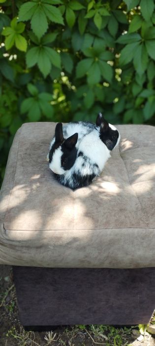 Karlik quyonchalar sotuvda 100 mindan