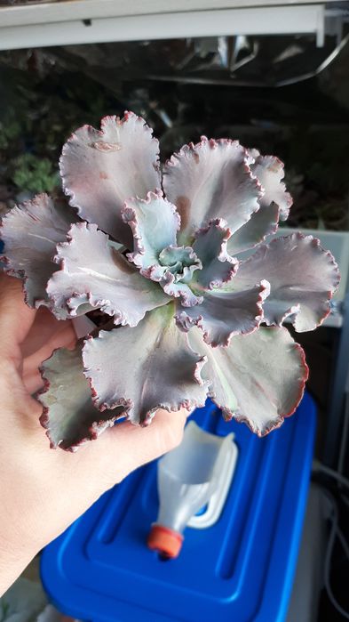 Суккуленты более 200 видов, отправлю в любой город Казахстана