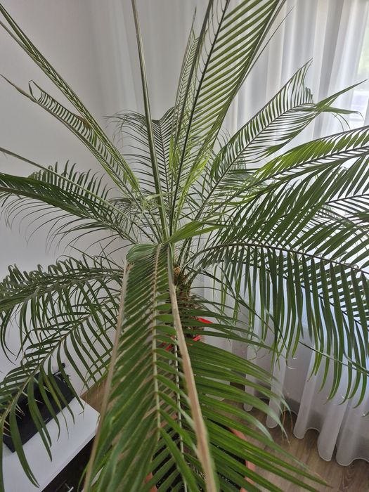 Palmieri Phoenix