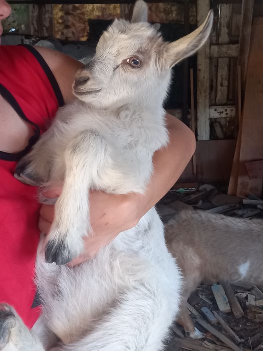 Козы породистые красивые