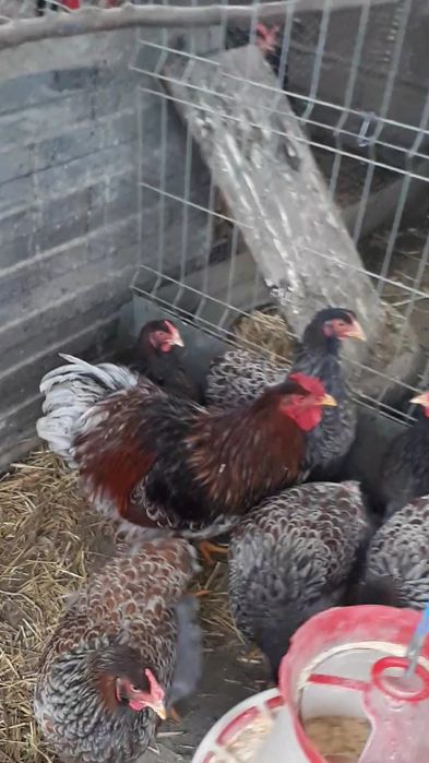 Puii de rasă. Rhode Island, Wandotte auriu albastru.