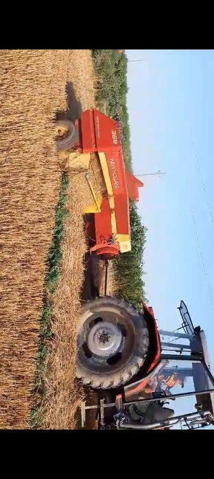 Vând puieți de Salcâm