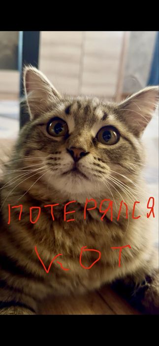 Потерялся кот в районе телецентра