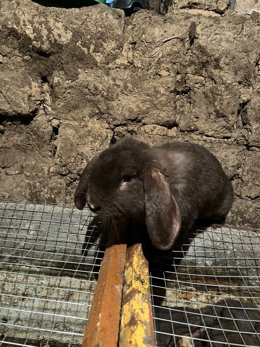 Кролик француский баран самец
