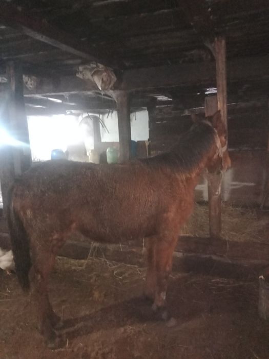 Ұрғашы жабағы сатылады