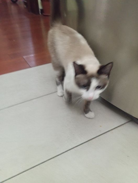 Отдам кошечку в хорошие руки