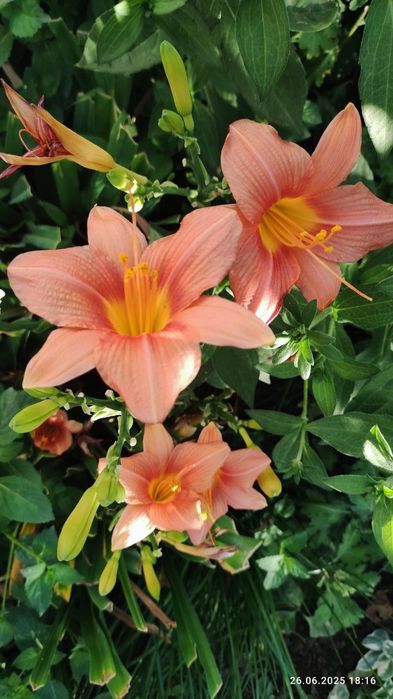 Лилейник саженцы. Лилейник кучати