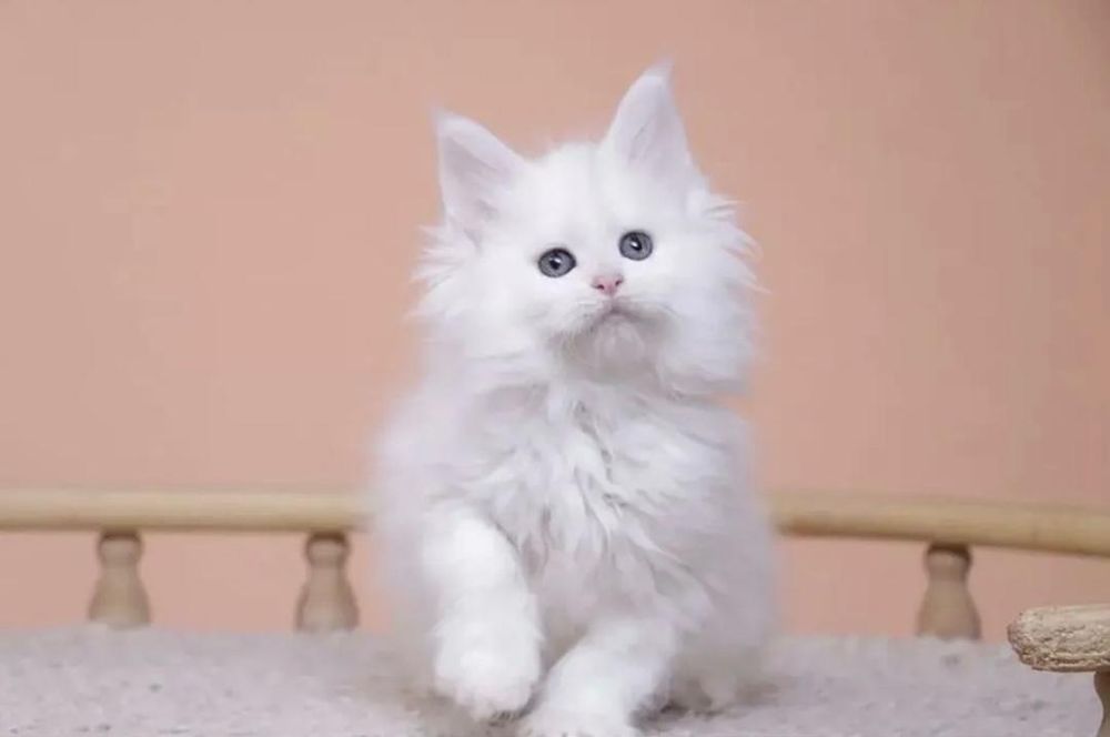 Продам котят меня куна
