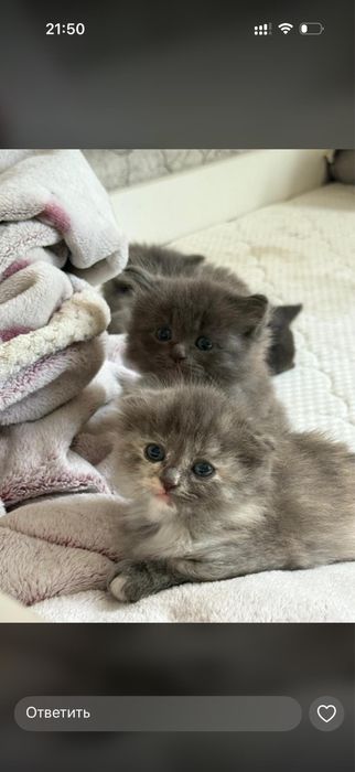 котята шотландский вислоухий