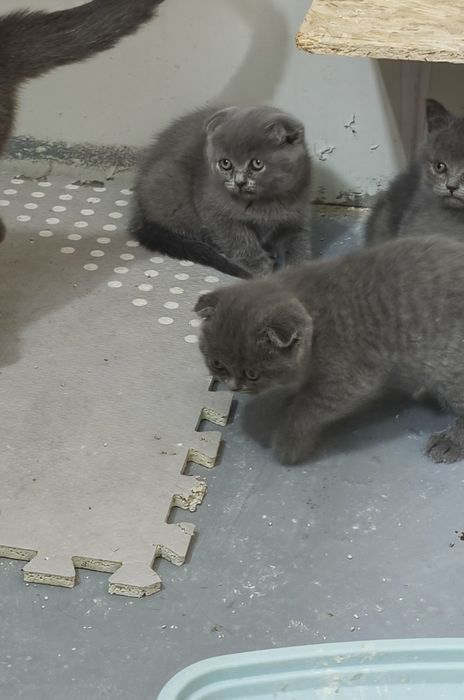 Scottish fold blue rasa pura de la crescător