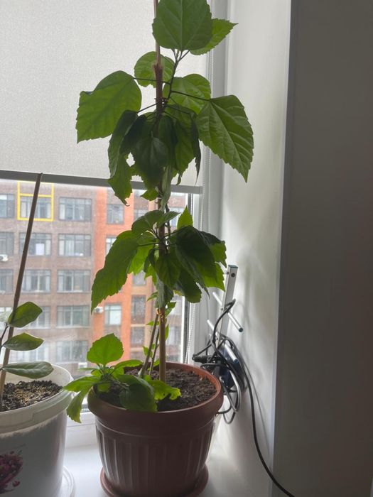 Цветы комнатные, разные