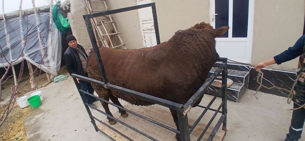 Tarozi mol olchash xizmati