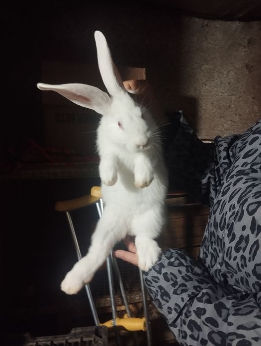 Quyon la flandri bollari 2oylidan oʻtti 1yarim kgdan oshu