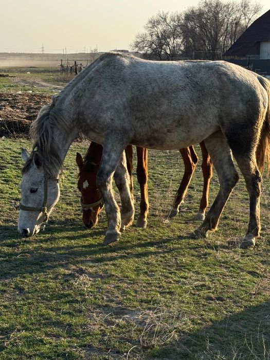 Буаз биелер байтал кобыла