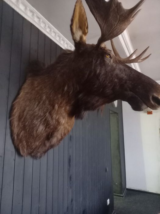 Чучело коллекционирование