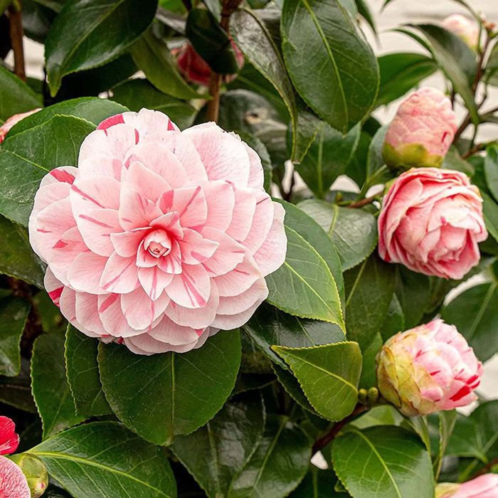 Camelia Japonica la Ghiveci