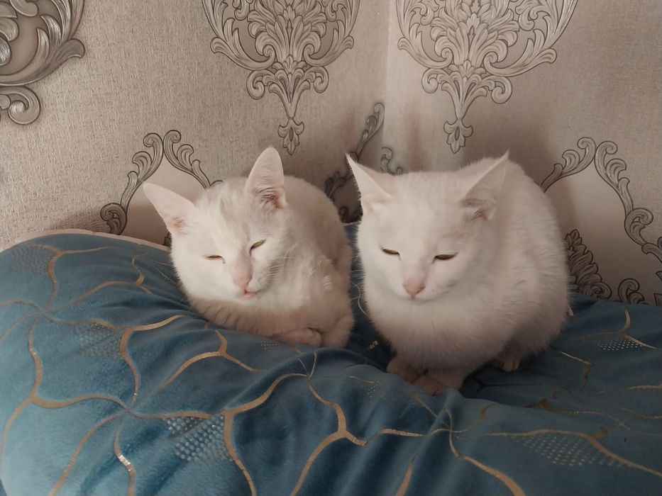 Белоснежный король и коралева.