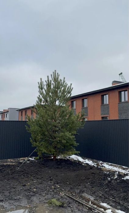 Голубые ели, сосны, туи